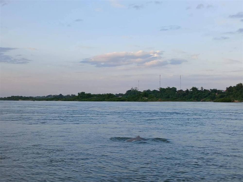 Irrawaddy dolphin fin on the Mekong near Kampi