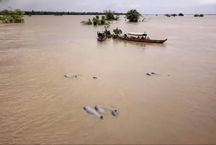 Irrawaddy dolphin watching on the Mekong in Kratié