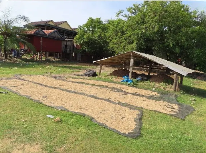 Paddy rice drying in the sun in a Kratié village