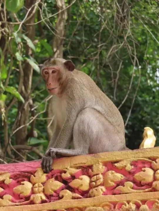 Macaque monkey on the balustrade of Phnom Sambok pagoda
